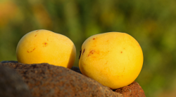 Auf einem Stein vor einem tiefgrünen Hintergrund liegen zwei gelbe, pflaumenähnliche Früchte des Marula-Baumes.