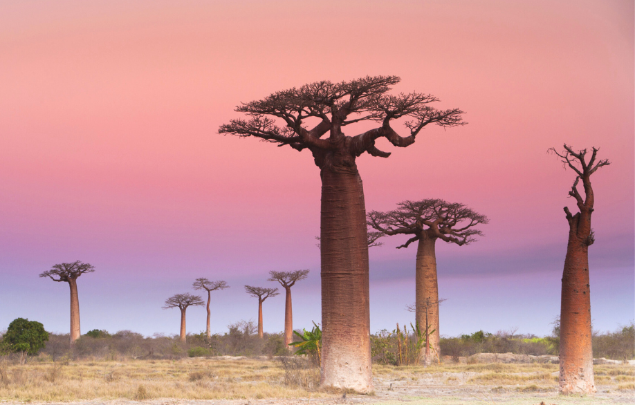 In einer afrikanischen Steppenlandschaft im Sonnenuntergang stehen Affenbrotbräume mit einem hohen dicken Stamm und einer verzweigten, breiten Krone.