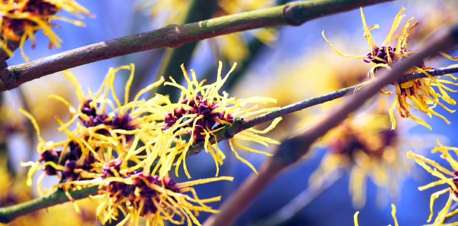 Zweige mit den feinen, gelben, fadenähnlichen Blüten der Hamamelis vor einem blau verlaufenden Hintergrund.